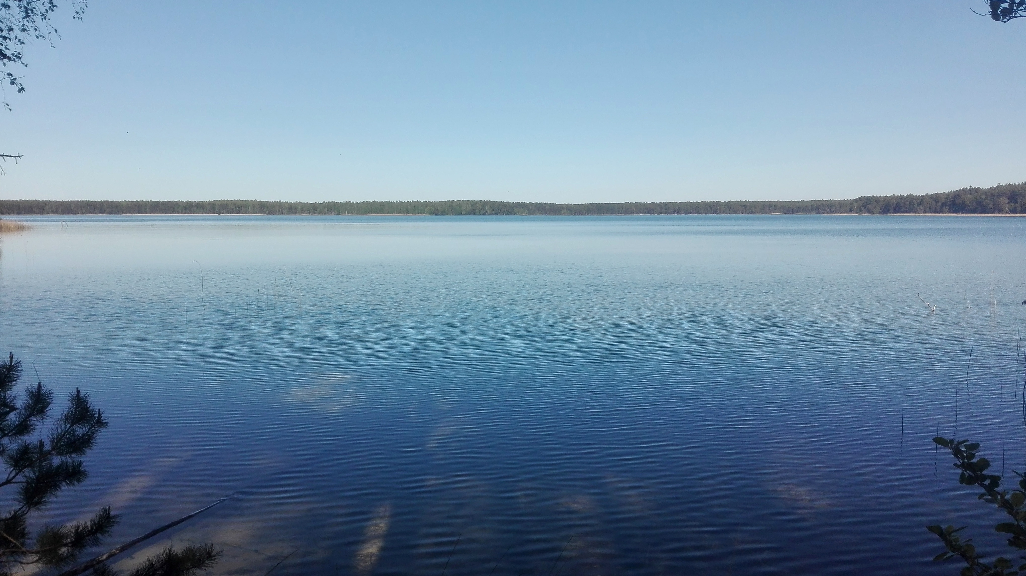Still lake reflecting a clear blue sky framed by pine trees